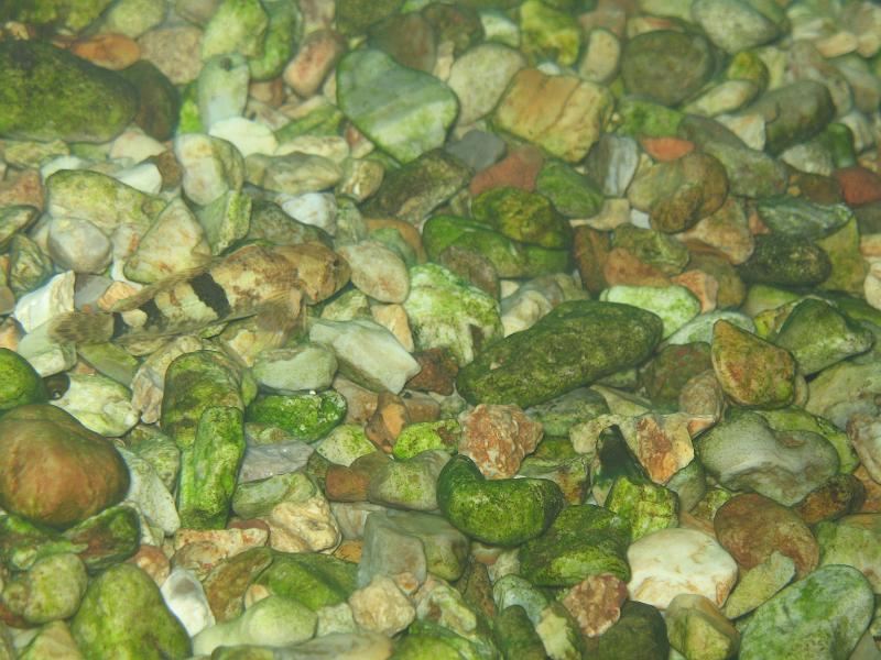 Bennett Springs 058.JPG - This sculpin has recently moved from the orange rock area to the algae covered rocks.  Interesting colors on him.